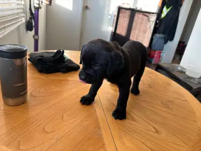 English Mastiff puppies Updated pics, View more