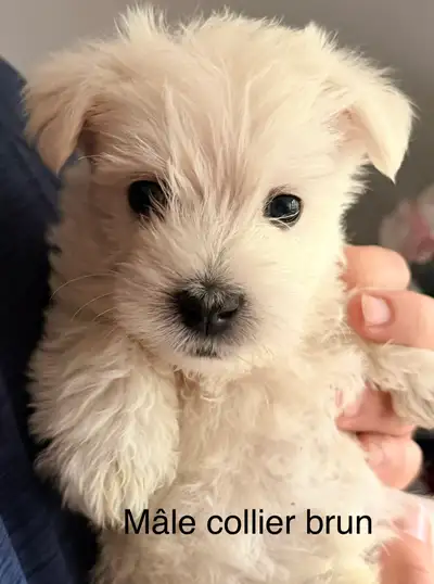 West Highland terrier, View more