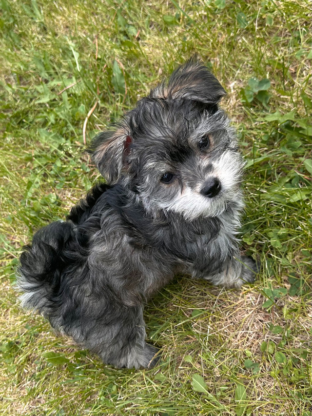Yorkie-Poodle Puppies in Dogs & Puppies for Rehoming in Strathcona County