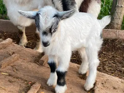Nigerian Dwarf X Pygmy Goat Kids!!