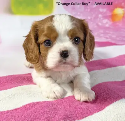 Beautiful, friendly, affectionate, playful Cavalier puppies. 3 boys available; 2 are tricolour and o...