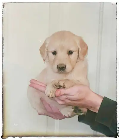 Family Raised Golden Retriever Puppies - Ready July, View more