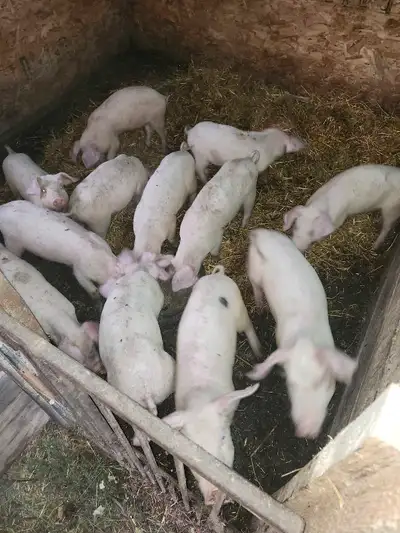 Piglets,, View more