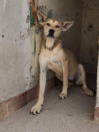 Miss Athena-8mth female lab/german shepherd mix