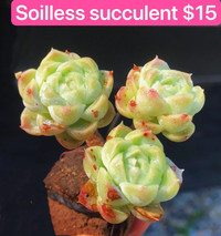 Soilless succulent plants for sale price starts from $8