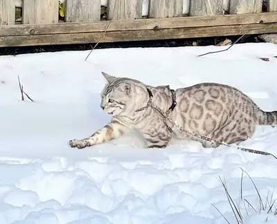Available Snow Bengal Kittens TICA, View more