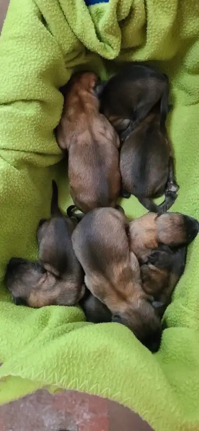 berger Malinois , View more