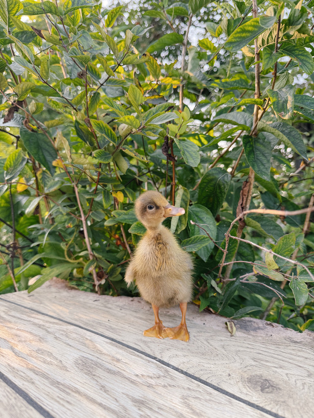2 Indian runner ducklings  in Livestock in Chatham-Kent - Image 3
