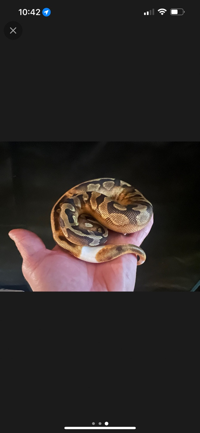 Enchi pied poss granite male hatchling ball python  in Reptiles & Amphibians for Rehoming in Edmonton - Image 2