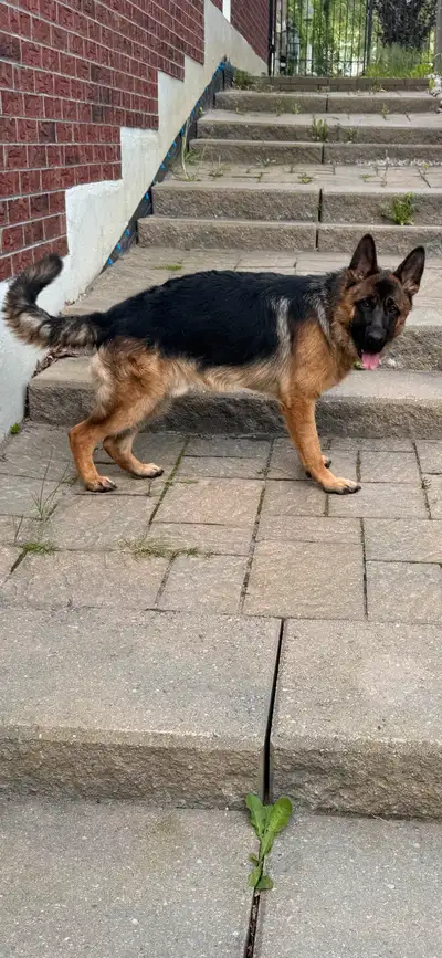 K-9 Purebred European German Shepherd Male*Looking For Good Home, View more