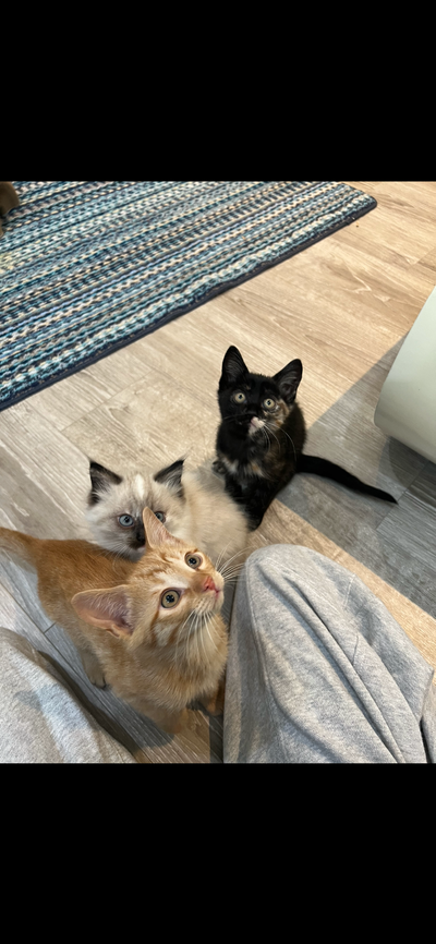 Friendly playful Mixed Siamese kittens, View more