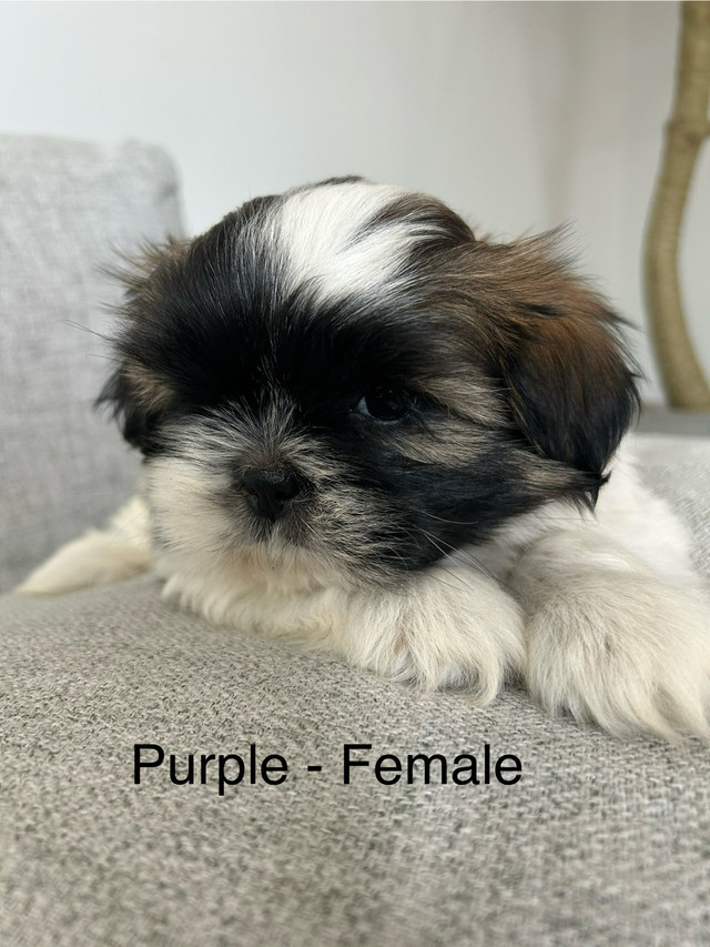 Shihtzu puppies ❤️ in Dogs & Puppies for Rehoming in Abbotsford