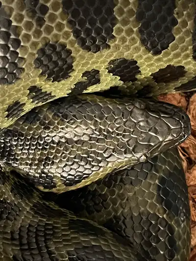 HYBRID ANACONDA, View more