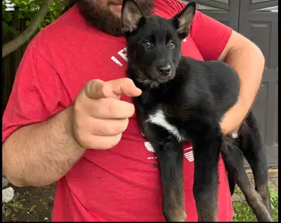 puppy for sale, View more