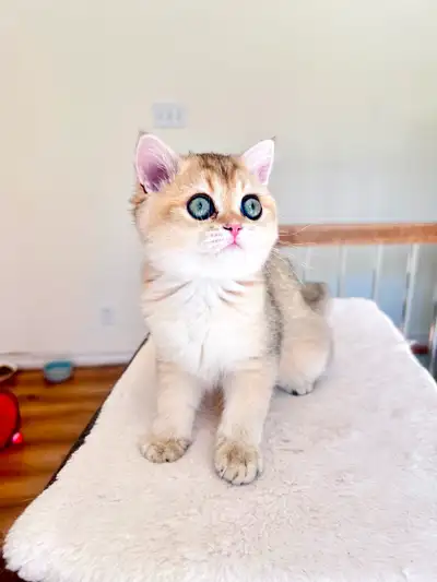 British shorthair kitten/Turquoise eyes/Black Golden coat, View more