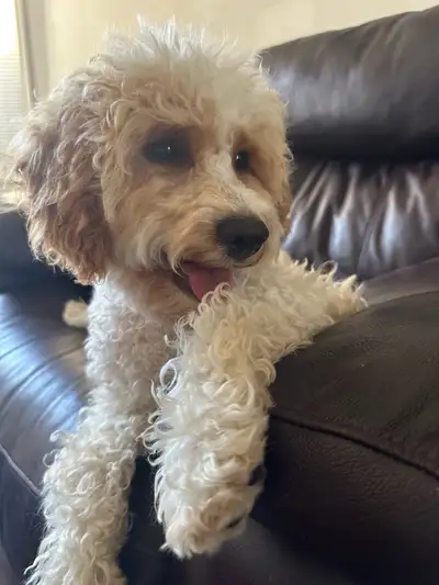 F1b Cavapoo Puppies, View more
