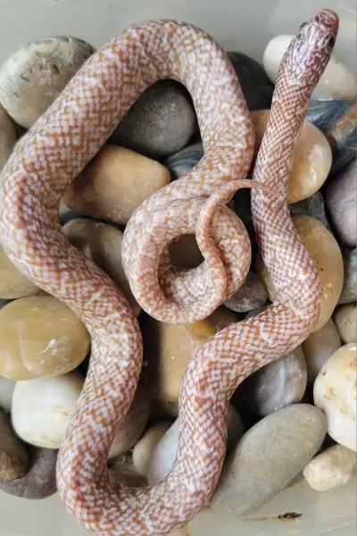 Florida kingsnakes, View more