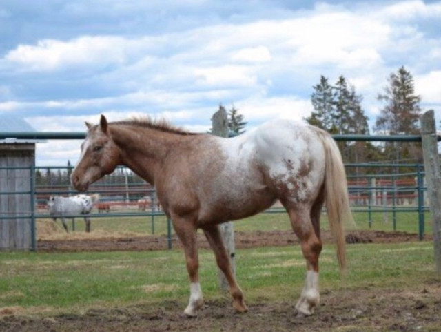 KTM LIVESTOCK in Horses & Ponies for Rehoming in Sudbury - Image 3