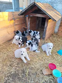 Pyrenees Puppies