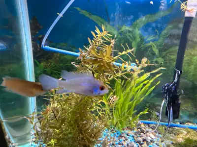 blue ram fish, View more