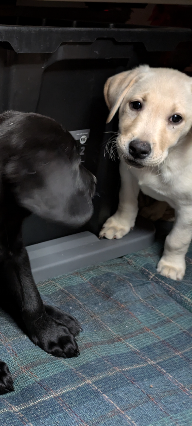 PUREBRED LAB PUPPY READY TO GO!!. in Dogs & Puppies for Rehoming in Kitchener / Waterloo - Image 4