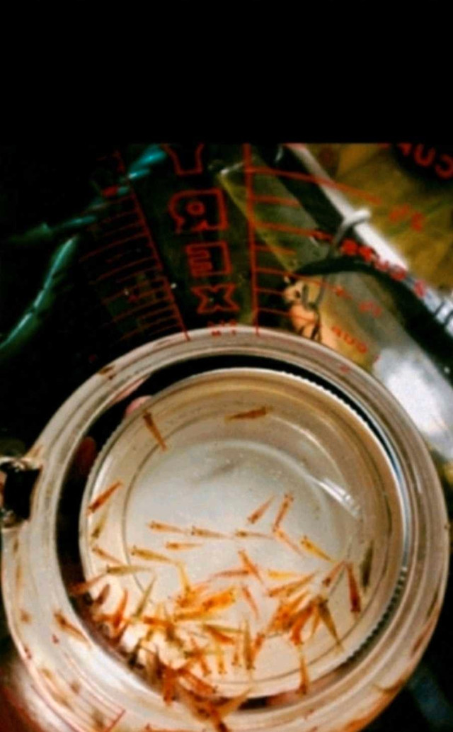 PET adult SHRIMP - Cherry Red Orange Yellow sakura Freshwater in Fishing, Camping & Outdoors in City of Toronto - Image 2