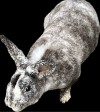 1 yr old MAGPIE MINI REX male.  Litter trained 