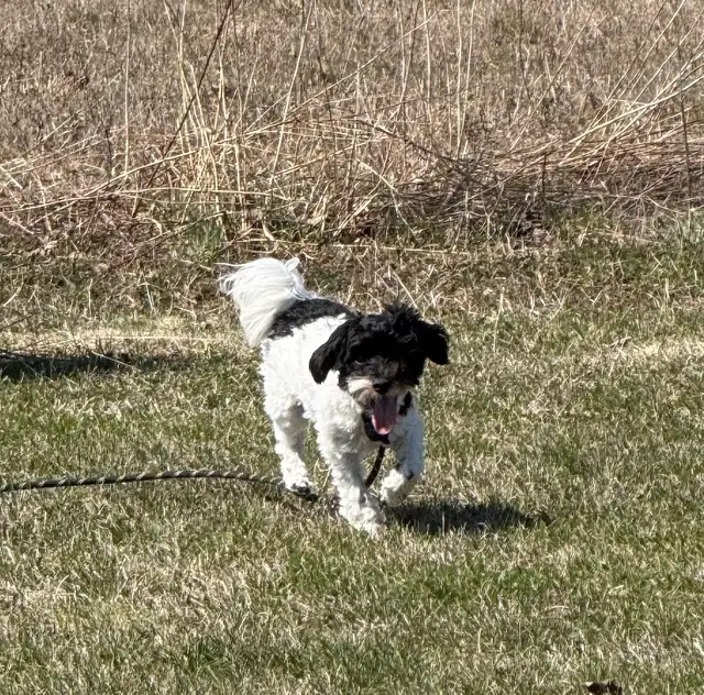 My male multi-poo  what’s to make babies  in Animal & Pet Services in Moncton - Image 6