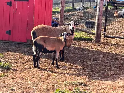I have 9 male lambs. All born in early June. All are intact. $300 each. Rams are polled - no horn. S...