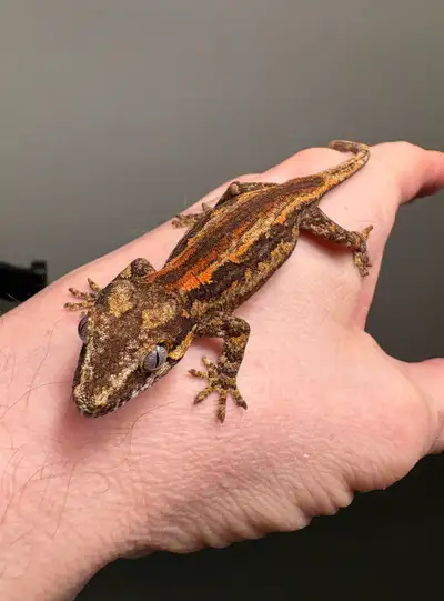Gargoyle Gecko, View more