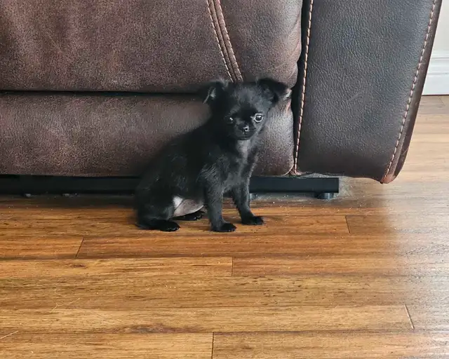 Ckc Registered chihuahua puppies in Dogs & Puppies for Rehoming in Ottawa - Image 3