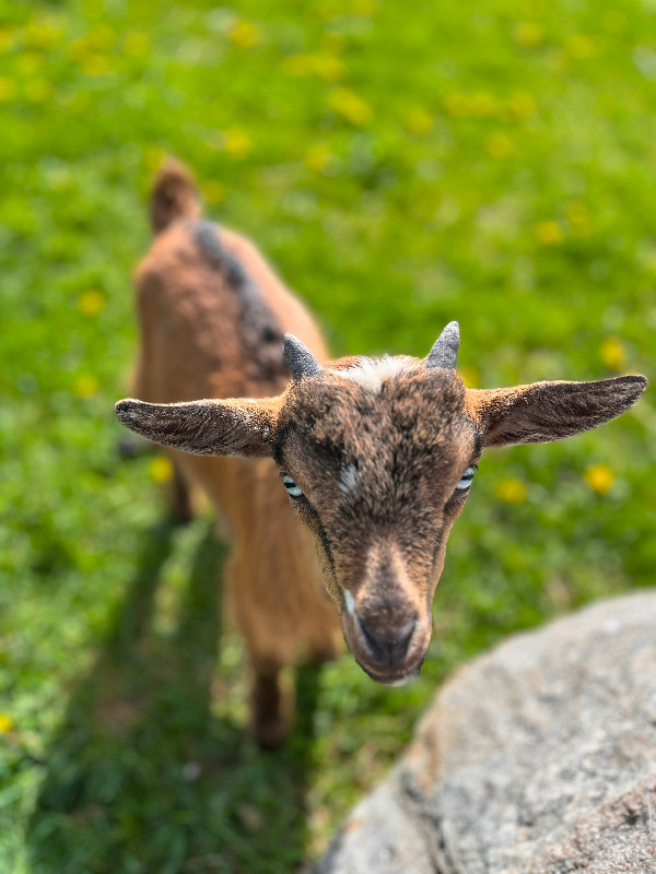 Mini goat babies in Livestock in Ottawa - Image 2