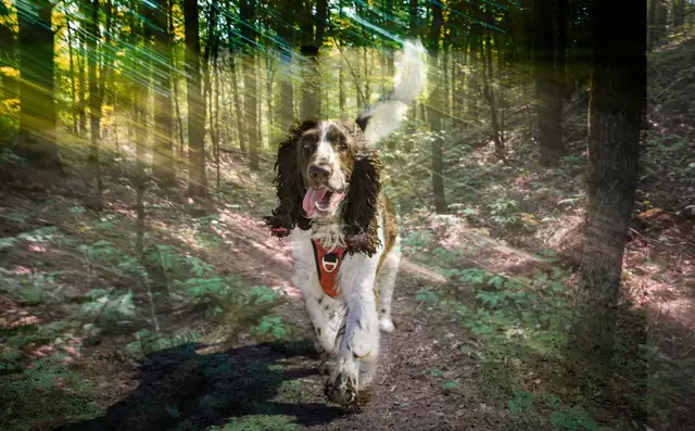 Pet Photography in Animal & Pet Services in Ottawa - Image 4