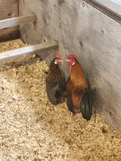 Pure Dutch bantam hatching eggs. Second picture is of the eggs.