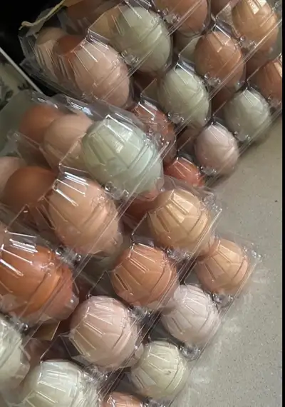 hatching eggs. , View more