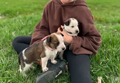 CUTE puppies, View more