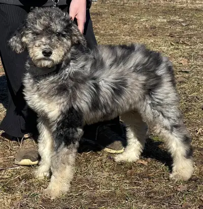 Mini Goldendoodle - Bernedoodle - Aussiedoodle, View more