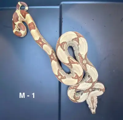 Boa constrictor, View more