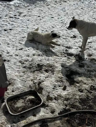 3 female need a home , Born July 27/2024 Working dogs that need room to run and work cattle . They a...