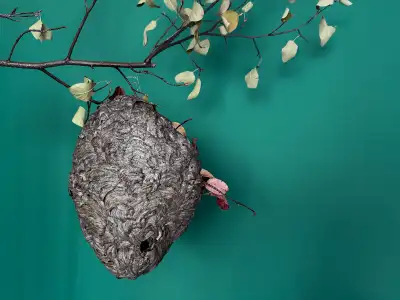 Wasps Nest (2024), View more