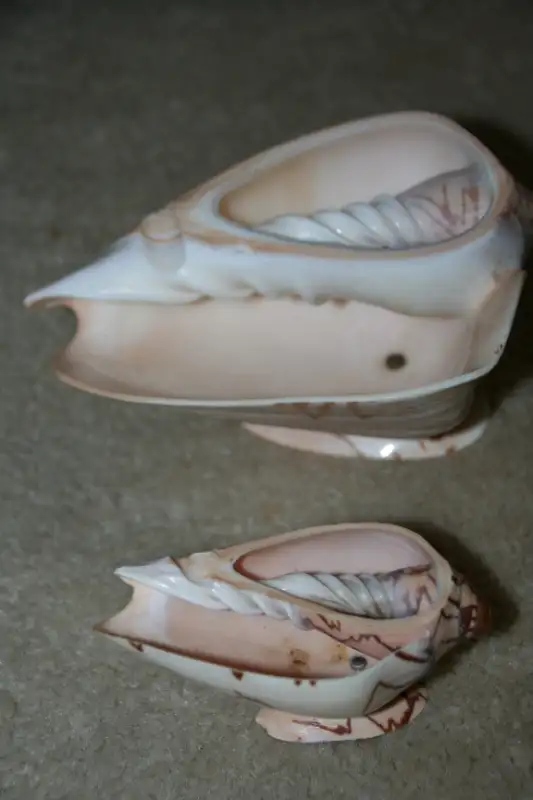 SEASHELL 14 INCHES LONG Philippines 1990's Great for Aquarium63006662342017122