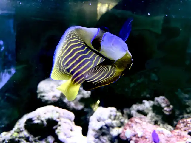 Aquariums and Salt fish for sale in Fish for Rehoming in Barrie - Image 4