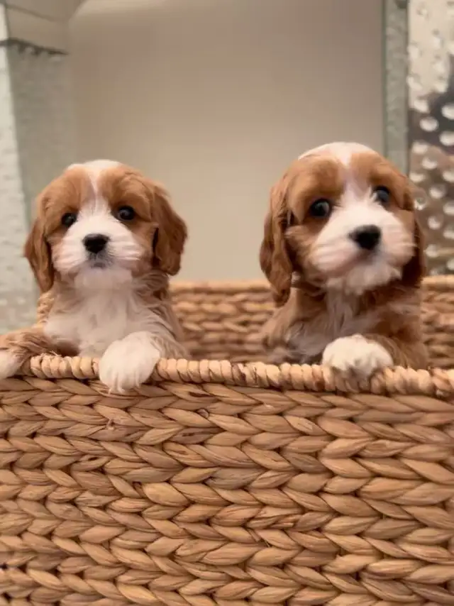 CUTE Cockapoo Puppies looking for FOREVER HOME in Dogs & Puppies for Rehoming in City of Toronto - Image 2