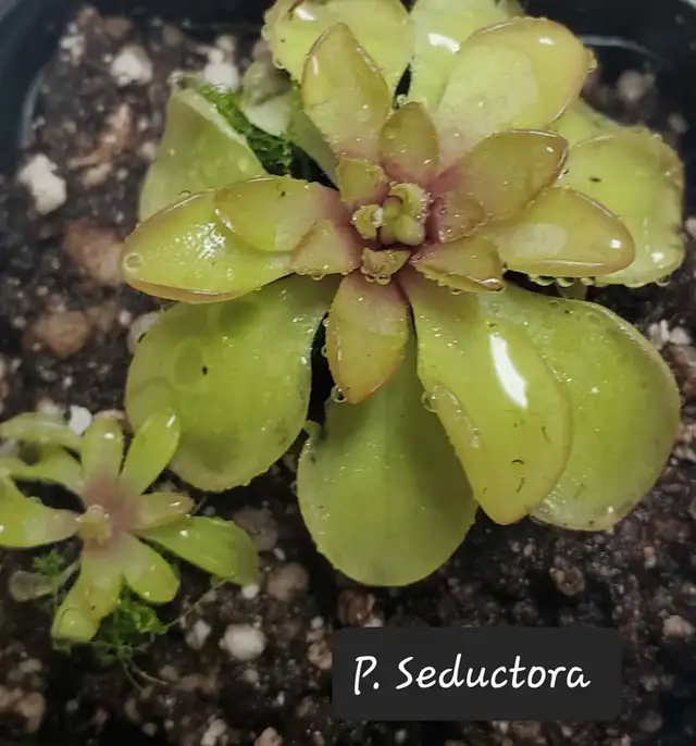 Pinguicula Seductora butterwort carnivorous plant in Plants, Fertilizer & Soil in City of Toronto - Image 3