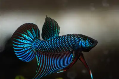 Looking for more unique species of Betta fish for my tanks Wanted: Alien Betta, Betta Smargandini, B...