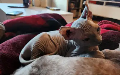 SPHYNX elf lilas femelle, View more