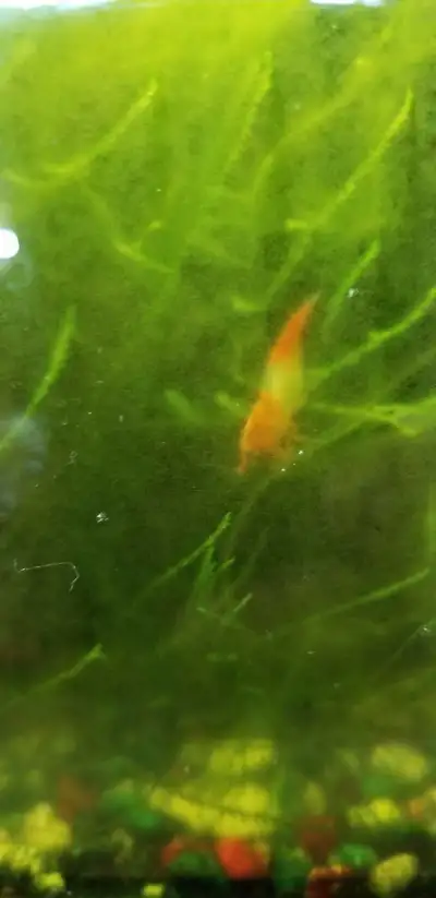 Hello fellow Shrimp Enthusiasts, Iam a hobbyist living in the Halifax Area ( HRM) for over 30 years,...