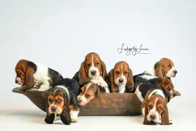 Beautiful Basset Hound Puppies, View more