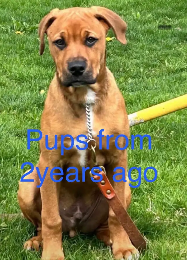 Rottweiler mix puppies in Dogs & Puppies for Rehoming in Oakville / Halton Region - Image 9
