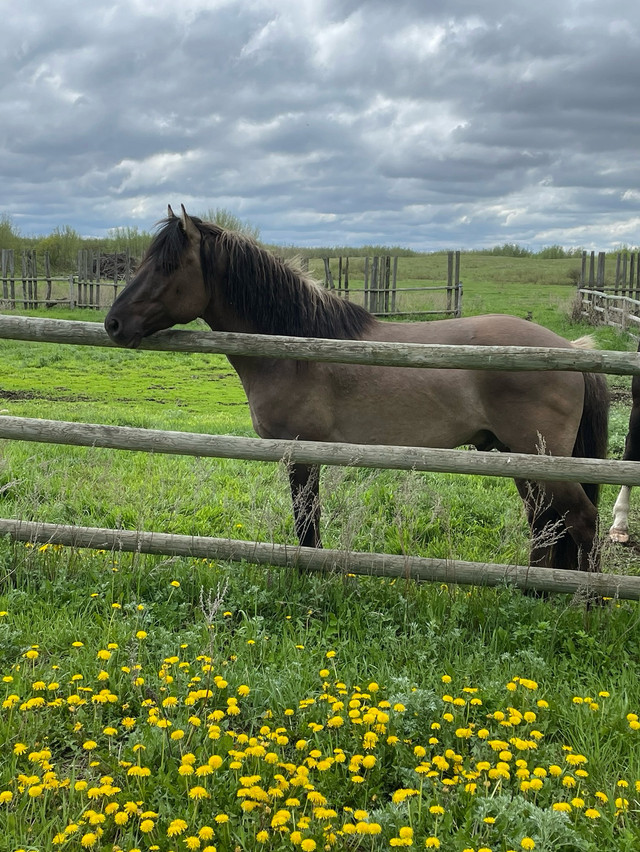Grulla Gelding in Horses & Ponies for Rehoming in Prince Albert